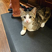 Steve joined the competition — help win amazing prizes! cat, tabby_cat, pet, animal, indoor, floor, mat, person, barefoot, footwear, slippers, wooden_floor, cabinet, kitchen, furniture, domestic, curious, resting, cute, closeup
