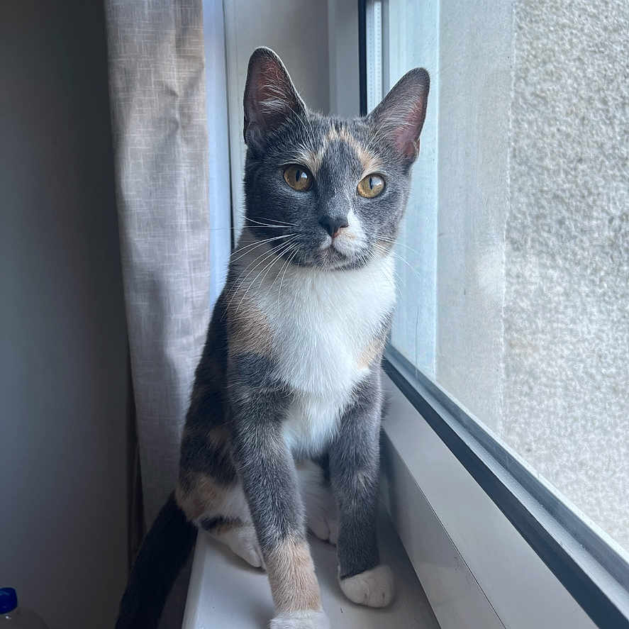 Sally joined the competition — help win amazing prizes! abyssinian, animal, cat, curtain, kitten, manx, pet, plywood, siamese, window, windowsill, wood