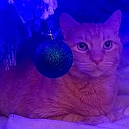 Nugget joined the competition — help win amazing prizes! cat, orange_cat, tabby, animal, pet, christmas_ornament, blue_light, holiday, decor, feline, cute, indoor, resting, closeup, fur, whiskers, eyes, nose, cozy, relaxed