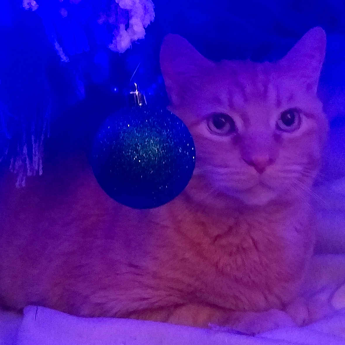 Nugget