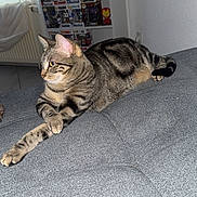 Stella a rejoint le concours — aidez-le/la à gagner de superbes lots ! cat, tabby_cat, pet, indoor, sofa, upholstery, striped_fur, paw, whiskers, tail, relaxed, lounging, shelf, funko_pop, collectibles, figurines, window, curtain, radiator, portrait