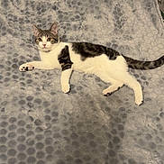 Nala a rejoint le concours — aidez-le/la à gagner de superbes lots ! cat, kitten, tabby, white_fur, striped, blanket, polka_dot, bed, paws, tail, indoor, pet, lounging, relaxed, looking_at_camera, whiskers, fur, sleepy, cute, cozy