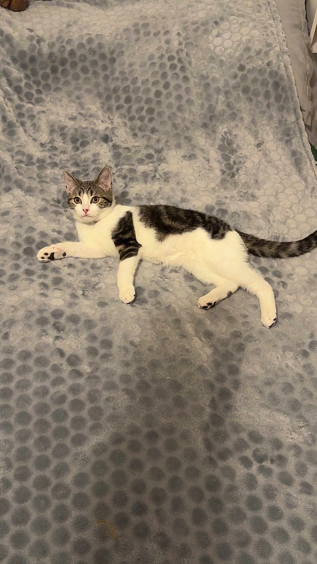 Nala a rejoint le concours — aidez-le/la à gagner de superbes lots ! cat, kitten, tabby, white_fur, striped, blanket, polka_dot, bed, paws, tail, indoor, pet, lounging, relaxed, looking_at_camera, whiskers, fur, sleepy, cute, cozy