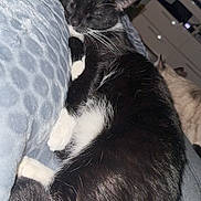 Feliix a rejoint le concours — aidez-le/la à gagner de superbes lots ! cat, tuxedo_cat, sleeping, blanket, bed, indoor, pet, whiskers, black_fur, white_paws, curled_up, cozy, closeup, fur, domestic_cat, furniture, television, night, relaxed, companion