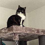 Kitty a rejoint le concours — aidez-le/la à gagner de superbes lots ! cat, tuxedo_cat, pet, feline, indoor, cat_tree, perch, long_fur, whiskers, green_eyes, portrait, plush, platform, paws, looking_at_camera, wall, ceiling, cozy, sitting, fur_texture