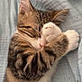 Clochette a rejoint le concours — aidez-le/la à gagner de superbes lots ! adorable, animal, blanket, cat, close_up, cozy, cute, feline, fur, indoor, kitten, mammal, paw, pet, relaxing, resting, sleeping, tabby, whiskers, young
