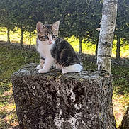 Clochette participe au concours pour gagner de l'argent avec cette photo : animal, cat, curious, cute, daylight, feline, forest, grass, greenery, kitten, moss, nature, outdoor, pedestal, small, stone, sunlight, tree, water_tap, young