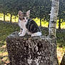 animal, cat, curious, cute, daylight, feline, forest, grass, greenery, kitten, moss, nature, outdoor, pedestal, small, stone, sunlight, tree, water_tap, young