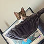 Clochette a rejoint le concours — aidez-le/la à gagner de superbes lots ! animal, cable, cat, cat_hammock, computer_monitor, curious, cute, digital, furniture, gaming, gray, home_office, indoor, kitten, person_arm, pet, screen, streaming, tabby, technology