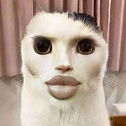 Meowl a rejoint le concours — aidez-le/la à gagner de superbes lots ! cat, animal, pet, white_cat, face, distorted_face, funny, surreal, big_eyes, big_lips, indoor, curtains, floor, close_up, portrait, whiskers, fur, cute, expression, altered