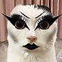 Meowl a rejoint le concours — aidez-le/la à gagner de superbes lots ! cat, white_cat, face, digital_makeup, eyeliner, long_eyelashes, bold_eyebrows, black_lips, closeup, pet, animal, indoor, curtain, portrait, funny, expression, dramatic, costume, feline, whiskers