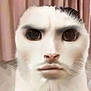Meowl participe au concours pour gagner de l'argent avec cette photo : cat, face_swap, human_face, animal, hybrid, unusual, close_up, white_cat, digital_edit, surreal, portrait, expression, whiskers, animal_face, funny, weird, blurred_background, indoor, curtain, mystical