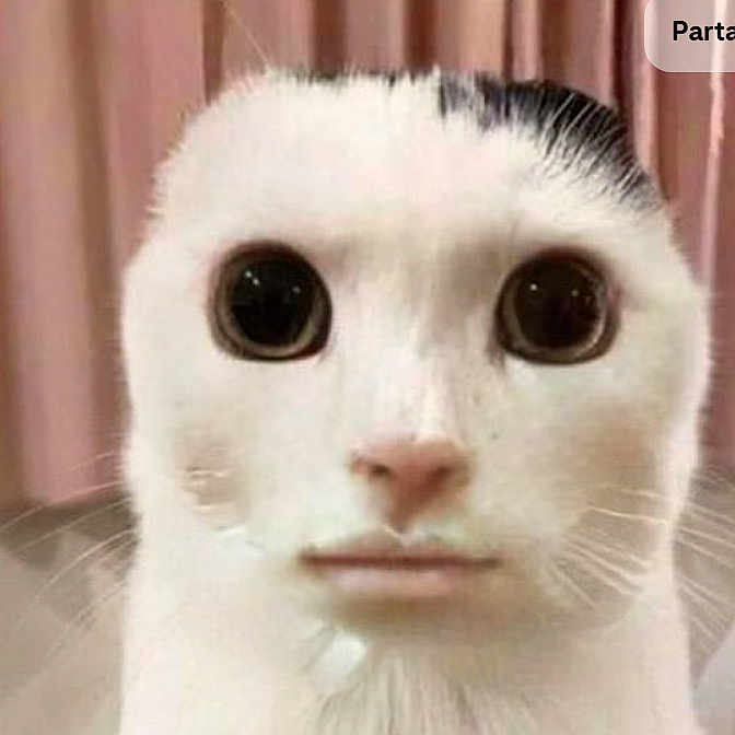 Meowl participe au concours pour gagner de l'argent avec cette photo : animal, cat, closeup, curtains, domestic, expression, face_mashup, funny, fur, head, human_mouth, indoor, large_eyes, odd, pet, portrait, surreal, weird, whiskers, white_cat