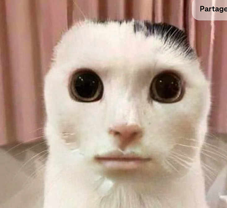 Meowl participe au concours pour gagner de l'argent avec cette photo : cat, white_cat, large_eyes, human_mouth, face_mashup, funny, surreal, pet, animal, indoor, curtains, closeup, whiskers, domestic, fur, expression, weird, portrait, head, odd