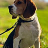 dog, beagle, puppy, pet, animal, outdoor, grass, leash, collar, nature, sunlight, portrait, sitting, tricolor, ears, cute, young, canine, field, daylight