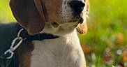 Amy participe au concours pour gagner de l'argent avec cette photo : beagle, dog, puppy, grass, outdoor, pet, animal, sunlight, nature, collar, leash, closeup, portrait, young, cute, ears, muzzle, snout, daylight, canine