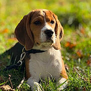 Amy a rejoint le concours — aidez-le/la à gagner de superbes lots ! beagle, puppy, dog, grass, outdoor, sunlight, nature, pet, animal, leash, ears, face, brown, white, black, cute, young, lying_down, daylight, bokeh