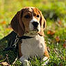 beagle, puppy, dog, grass, outdoor, sunlight, nature, pet, animal, leash, ears, face, brown, white, black, cute, young, lying_down, daylight, bokeh