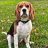 beagle, dog, animal, pet, grass, outdoor, nature, sitting, ears, collar, brown, white, black, fur, leaf, park, cute, portrait, canine, fall