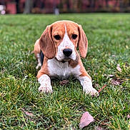Angel participe au concours pour gagner de l'argent avec cette photo : dog, beagle, puppy, grass, outdoor, animal, pet, nature, fall, autumn, leaf, cute, brown, white, ears, lying_down, young, portrait, focus, canine