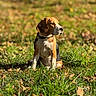 Angel participe au concours pour gagner de l'argent avec cette photo : dog, beagle, puppy, grass, outdoor, sunlight, nature, animal, pet, sitting, tricolor, ears, collar, leaf, field, greenery, cute, young, canine, morning