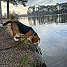 Angel a rejoint le concours — aidez-le/la à gagner de superbes lots ! dog, beagle, puppy, water, lake, nature, trees, outdoor, curious, grass, rock, reflection, sky, clouds, leash, collar, animal, canine, morning, peaceful