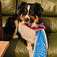 Chaick participe au concours pour gagner de l'argent avec cette photo : dog, australian_shepherd, tricolor_fur, scarf, blue_scarf, green_leather_couch, pet, animal_portrait, sitting, cozy, fur, paw, nose, eyes, indoor, furniture, wooden_table, relaxed, closeup, portrait