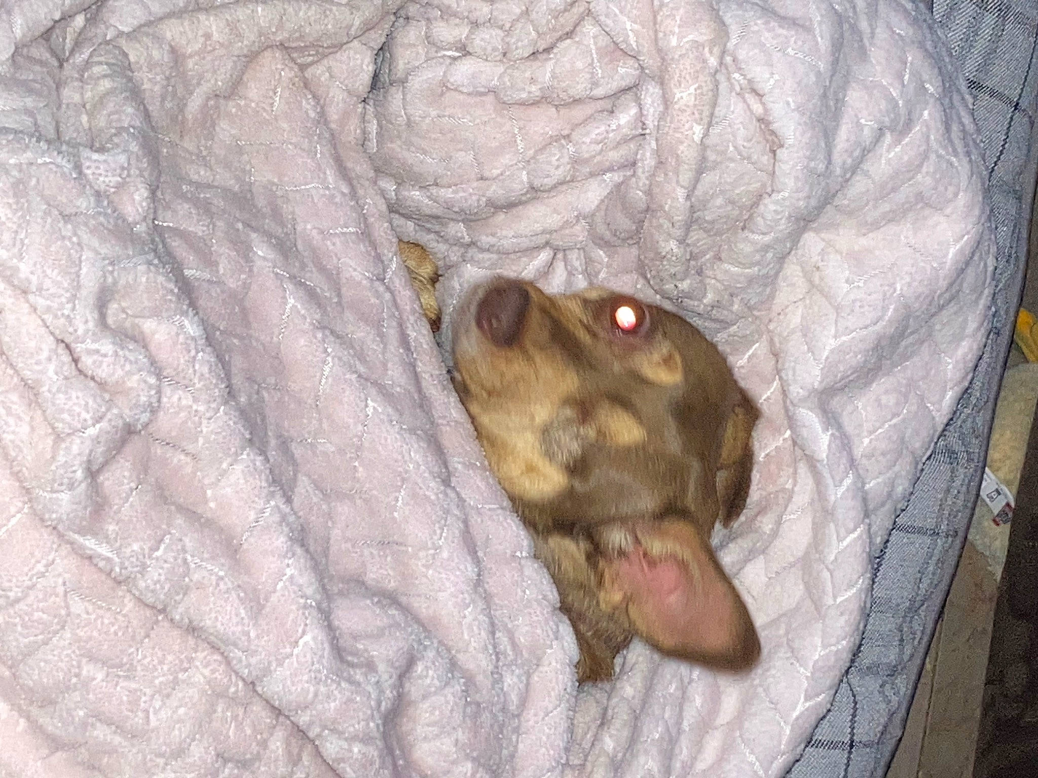 Lola is registered to the contest to win money with this photo: brown, canidae, carnivore, companion_dog, dog, dog_breed, fawn, liver, non_sporting_group, paw, snout, sporting_group, terrestrial_animal, whiskers, wood, working_animal