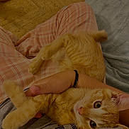 Abricot a rejoint le concours — aidez-le/la à gagner de superbes lots ! animal, cat, comfort, cozy, cuddle, eyes, fur, ginger_cat, gray_shirt, hand, indoor, kitten, pajamas, person, pet, plaid, relaxing, resting, tail, whiskers