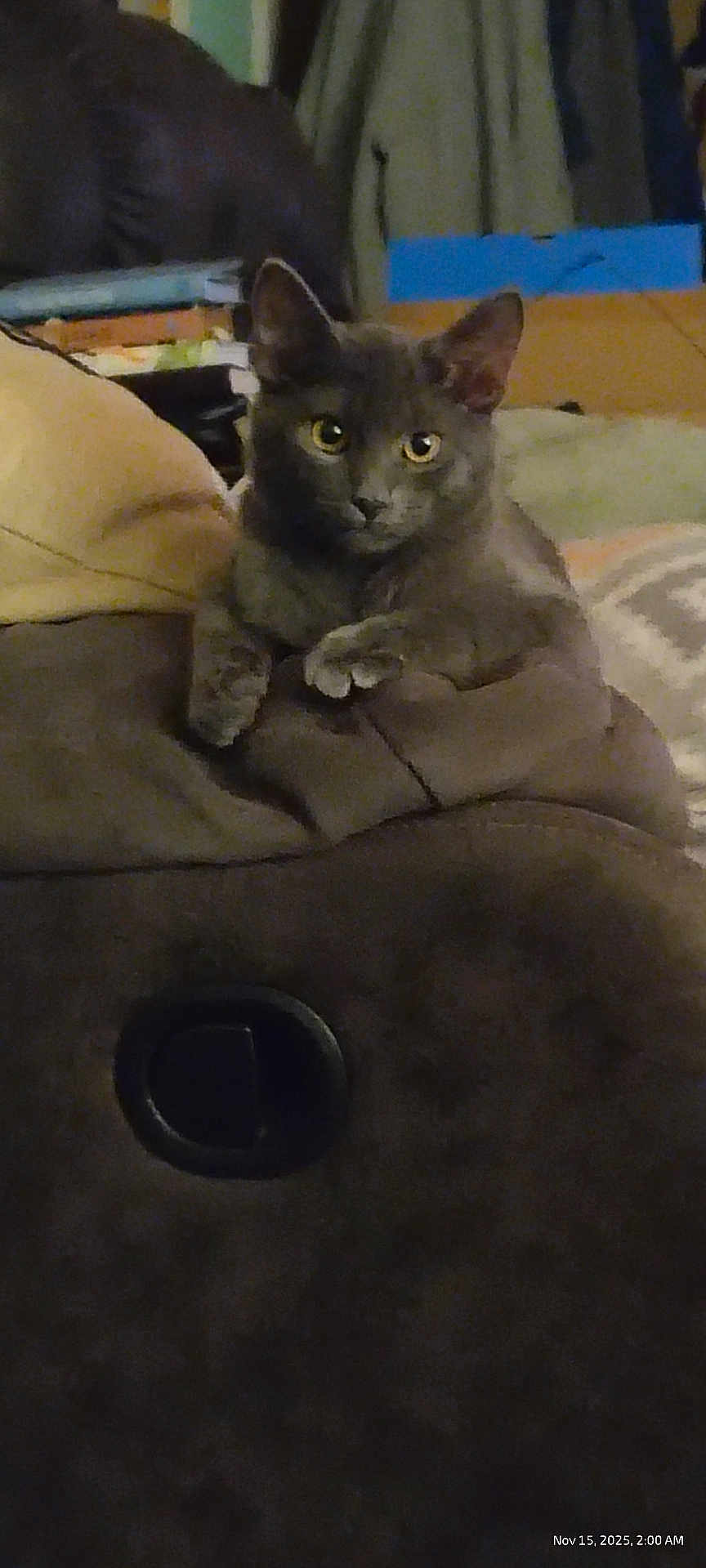 Monkey joined the competition — help win amazing prizes! animal, blanket, books, cat, couch, cozy, curious, domestic_animal, eyes, feline, furniture, gray_cat, home, indoor, living_room, paws, pet, relaxed, resting, soft_lighting