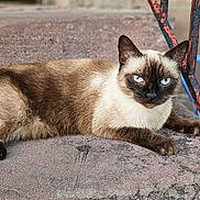 Bella participe au concours pour gagner de l'argent avec cette photo : cat, siamese_cat, blue_eyes, feline, animal, pet, lounging, lying_down, outdoor, ledge, concrete, brick, cables, braided_cords, tail, fur, pointed_ears, brown_and_cream, portrait, close_up