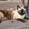 cat, siamese_cat, blue_eyes, feline, animal, pet, lounging, lying_down, outdoor, ledge, concrete, brick, cables, braided_cords, tail, fur, pointed_ears, brown_and_cream, portrait, close_up