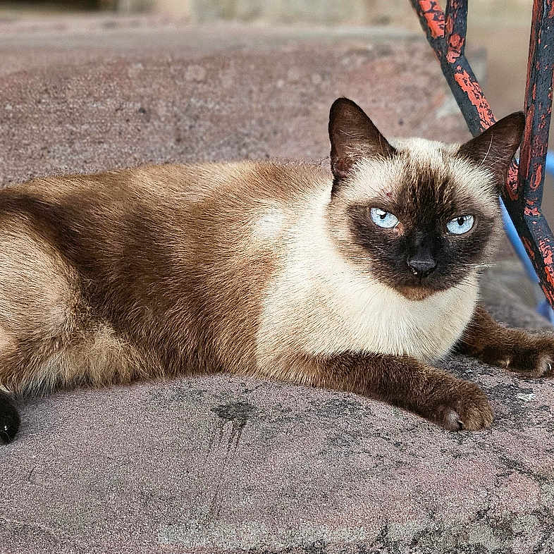 Bella