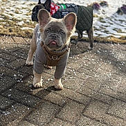 Harper is registered to the contest to win money with this photo: animal, canine, cold, companion, cute, dog, ears, french_bulldog, grass, jacket, outdoor, pavement, pet, playful, puppy, snow, sweater, tongue, winter, young_dog
