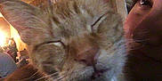 Simba is registered to the contest to win money with this photo: animal, blurred, cat, close_up, companion, cozy, cute, domestic, face, feline, indoor, orange_tabby, person, pet, relaxed, sleepy, snuggle, soft, warm_light, whiskers