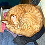 Simba joined the competition — help win amazing prizes! animal, cat, clothes, cozy, curled_up, cute, domestic_cat, drawer, ear, fabric, fur, indoor, napping, orange_tabby, pet, resting, sleeping, soft, tail, whiskers
