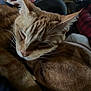 Simba is registered to the contest to win money with this photo: animal_companions, brown_dog, cat, close_up, cozy, cute, dog, domestic_animal, face_closeup, friendship, fur, ginger_cat, indoor, pet, relaxation, resting, sleeping, snuggling, warm_lighting, whiskers