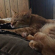 Simba joined the competition — help win amazing prizes! animal, blanket, cat, close_up, comfort, cozy, cute, feline, fur, home, indoor, nap, orange_tabby, paws, pet, relaxing, resting, sleeping, soft, wood_paneling
