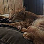 animal, blanket, cat, close_up, comfort, cozy, cute, feline, fur, home, indoor, nap, orange_tabby, paws, pet, relaxing, resting, sleeping, soft, wood_paneling