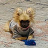 Posh is registered to the contest to win money with this photo: animal, blue_toy, brown_dog, carpet, clothing, cute, dog, domestic, floor, fluffy, home, indoor, pet, playing, puppy, resting, rug, shirt, small_dog, toy