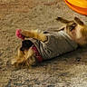 Posh joined the competition — help win amazing prizes! animal, brown, canine, carpet, cute, dog, domestic, fun, fur, gray_shirt, indoor, orange, pet, pink_collar, play, playful, relaxed, rolling, toy, yellow