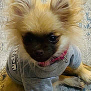 Posh is registered to the contest to win money with this photo: animal, canine, carpet, collar, companion, curious, cute, dog, domestic_animal, ears, fluffy, fur, indoor, looking, pet, portrait, shirt, sitting, small_dog, young