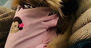 Posh joined the competition — help win amazing prizes! animal, blanket, closeup, comfort, cozy, cute, dog, domestic, fluffy, fur, indoors, monkey_patch, pet, pillow, pink_clothing, relaxed, resting, sleeping, small_dog, soft