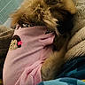 animal, blanket, closeup, comfort, cozy, cute, dog, domestic, fluffy, fur, indoors, monkey_patch, pet, pillow, pink_clothing, relaxed, resting, sleeping, small_dog, soft