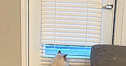 Jasper is registered to the contest to win money with this photo: cat, fluffy, rug, door, window_blinds, indoor, pet, curious, waiting, home, floor, furniture, tail, light, wall, carpet, knob, quiet, animal, cozy