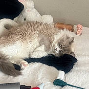 Jasper joined the competition — help win amazing prizes! bedroom, calm, cat, cozy, domestic, fluffy, fur, home, indoor, personal_items, pet, quiet, relaxed, remote_control, resting, scrunchie, sleeping, soft, spray_bottle, white