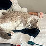 cat, sleeping, fluffy, white, bedroom, soft, remote_control, spray_bottle, scrunchie, personal_items, cozy, relaxed, indoor, fur, resting, pet, quiet, calm, home, domestic