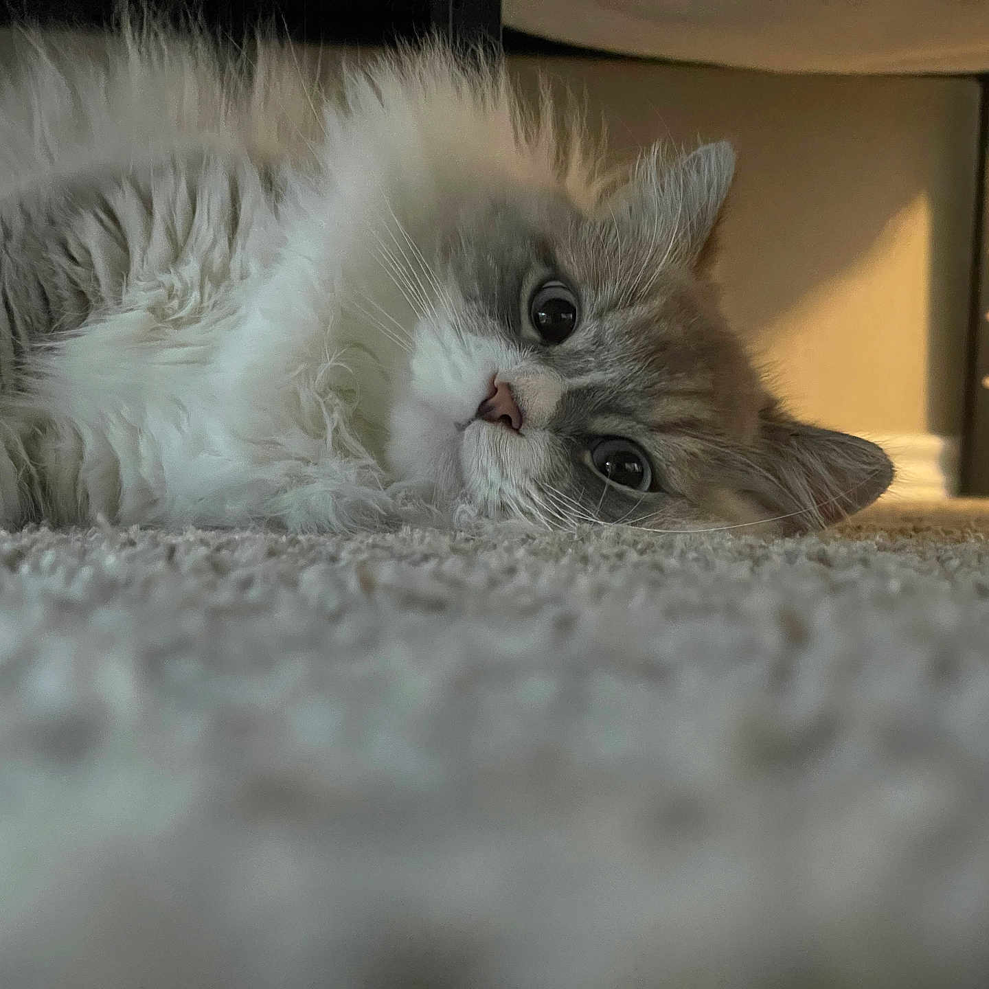Jasper