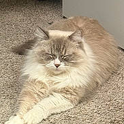 Jasper is registered to the contest to win money with this photo: cat, fluffy, cream_color, indoor, carpet, door, relaxed, pet, feline, fur, sleeping, cozy, animal, home, resting, cute, domestic, quiet, soft, peaceful