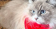 Jasper is registered to the contest to win money with this photo: alert, animal, blue_eyes, cat, closeup, countertop, cozy, curious, cute, domestic_cat, fluffy, furniture, household, indoor, pet, red_bandana, relaxed, soft_fur, whiskers, woven_basket